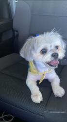 Lost Female Dog last seen 4th ave, Merced, CA 95340