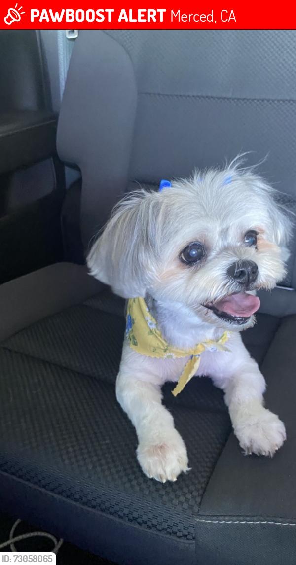 Lost Female Dog last seen 4th ave, Merced, CA 95340