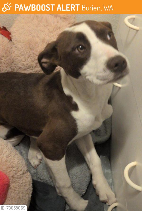 Found/Stray Female Dog last seen Pawn Exchange, Burien, WA 98148