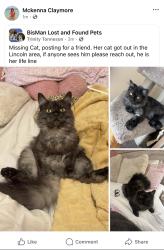 Lost Male Cat last seen My home, Lincoln, ND 58504