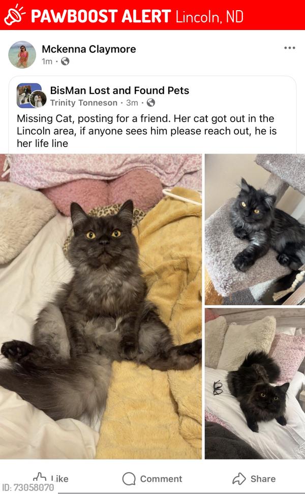 Lost Male Cat last seen My home, Lincoln, ND 58504