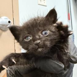 Shelter Stray Female Cat last seen San Diego, CA, 92105, 5500 Gaines St, San Diego, CA 92110, USA