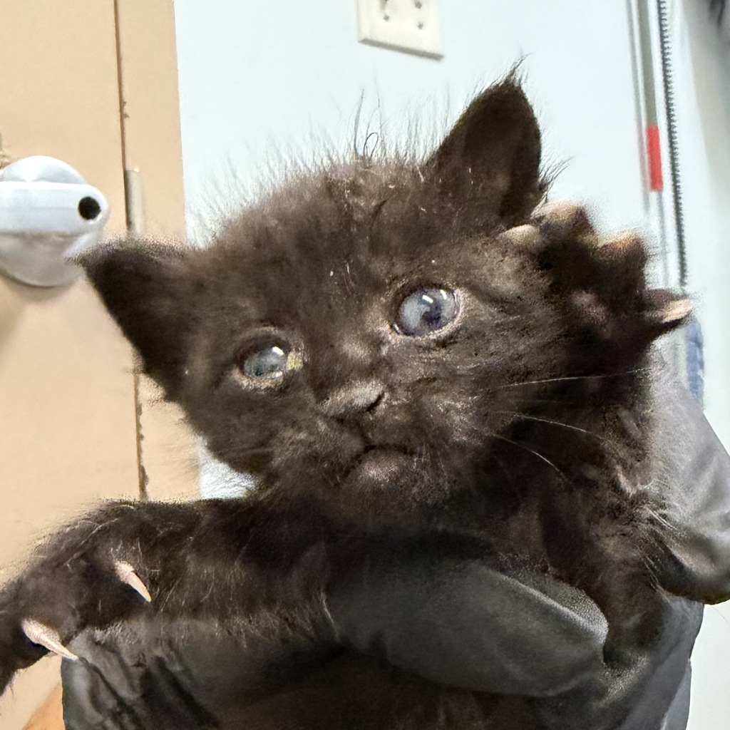 Shelter Stray Female Cat last seen San Diego, CA, 92105, 5500 Gaines St, San Diego, CA 92110, USA
