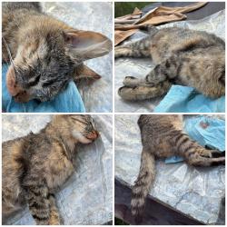Found/Stray Female Cat last seen on Western, at Front, Saint Paul, MN 55117