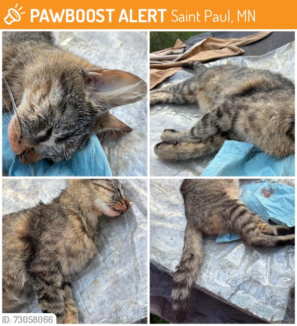 Found/Stray Female Cat last seen on Western, at Front, Saint Paul, MN 55117