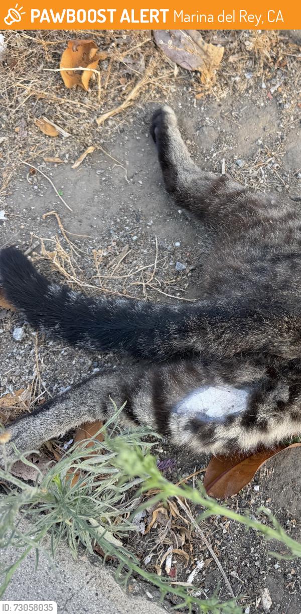 Found/Stray Unknown Cat last seen On Washington Blvd across from Costco Gas Station, Marina del Rey, CA 90292