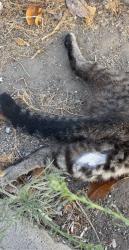 Found/Stray Unknown Cat last seen On Washington Blvd across from Costco Gas Station, Marina del Rey, CA 90292