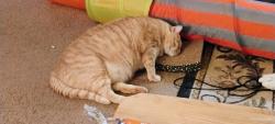 Lost Male Cat last seen Blue Ridge, Linglestown, PA 17112