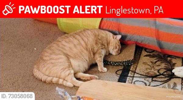 Lost Male Cat last seen Blue Ridge, Linglestown, PA 17112