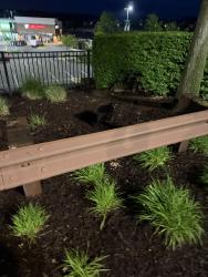 Found/Stray Unknown Cat last seen Near Pilates studio, Bristow, VA 20136