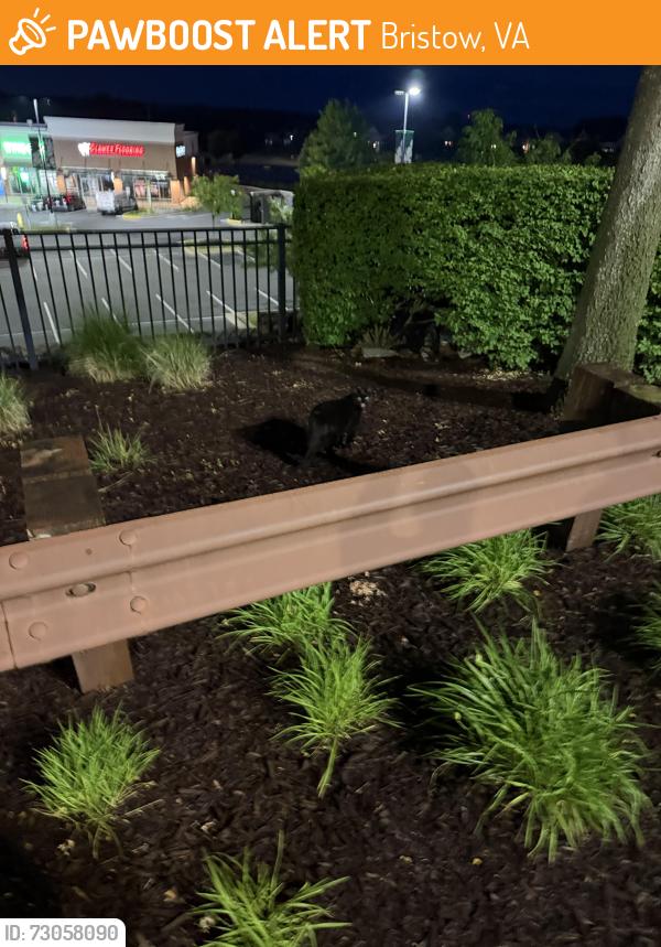 Found/Stray Unknown Cat last seen Near Pilates studio, Bristow, VA 20136