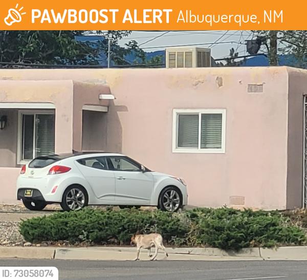 Found/Stray Unknown Dog last seen Indian School Road and Richmond Dr NE, Albuquerque, NM 87106