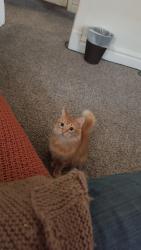 Lost Female Cat last seen 10th street and crisp ave, Independence, MO 64054
