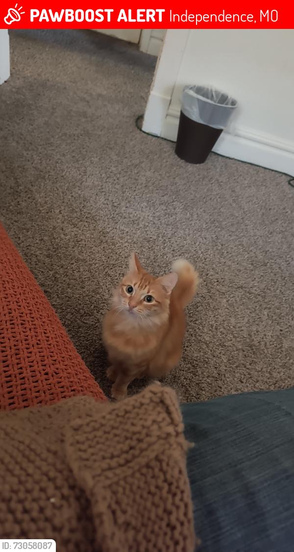 Lost Female Cat last seen 10th street and crisp ave, Independence, MO 64054