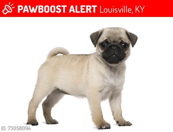Lost Male Dog last seen South Park and Blue Lick Riad, Louisville, KY 40219