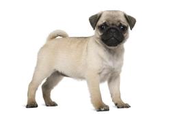 Lost Male Dog last seen South Park and Blue Lick Riad, Louisville, KY 40219