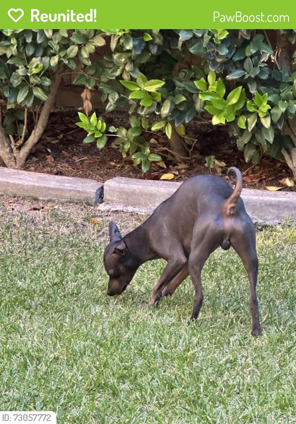 Reunited Male Dog last seen Merced river road , Chula Vista, CA 91913