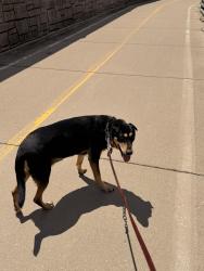 Lost Female Dog last seen Rand & South River rd Des Plaines, Des Plaines, IL 60016