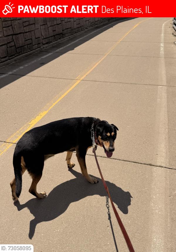 Lost Female Dog last seen Rand & South River rd Des Plaines, Des Plaines, IL 60016