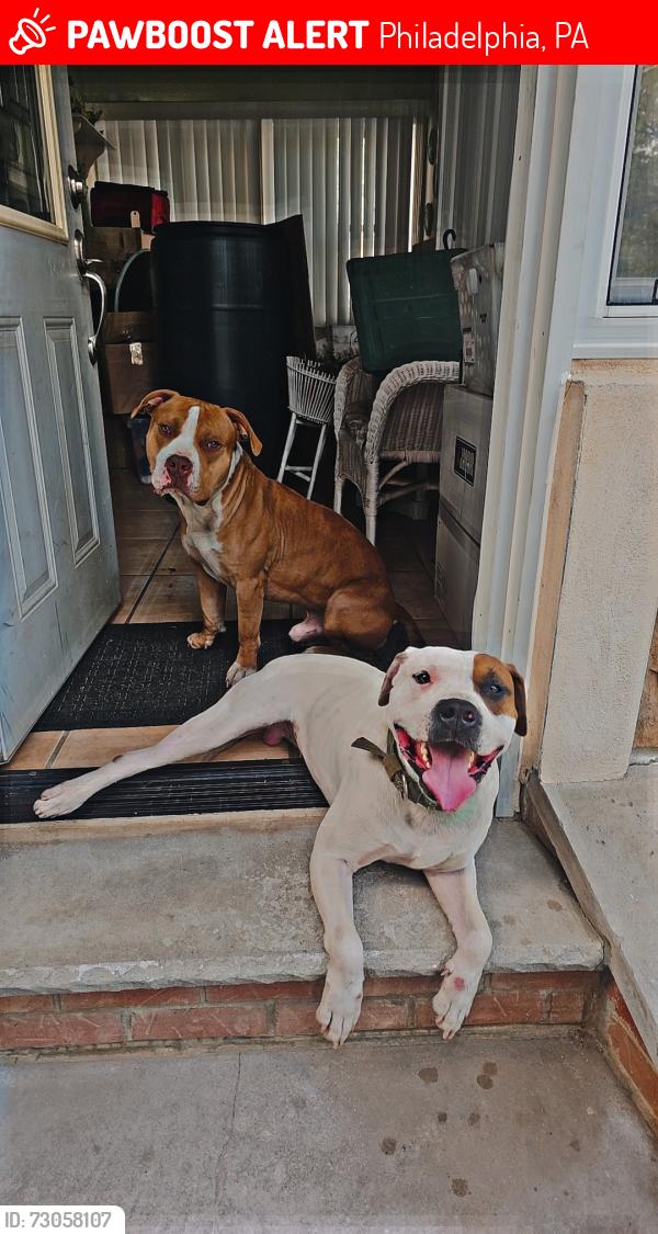 Lost Male Dog last seen W Eric ave, Philadelphia, PA 19140