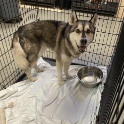 Shelter Stray Male Dog last seen , 6621 Westminster Ave, Garden Grove, CA 92844, USA