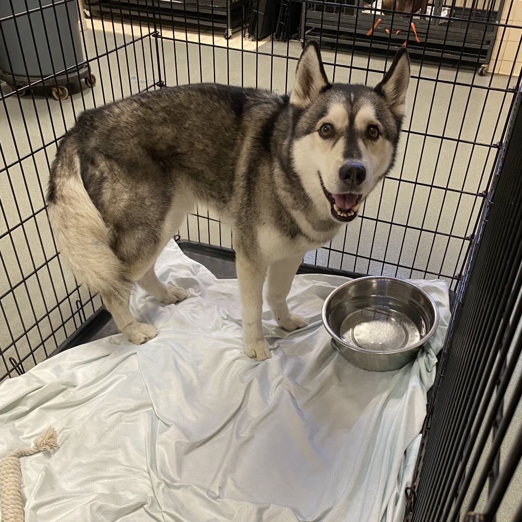 Shelter Stray Male Dog last seen , 6621 Westminster Ave, Garden Grove, CA 92844, USA