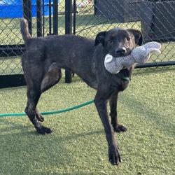 Shelter Stray Female Dog last seen , Animal Care & Control Team of Philly, 111 W Hunting Park Ave, Philadelphia, PA 19140, USA