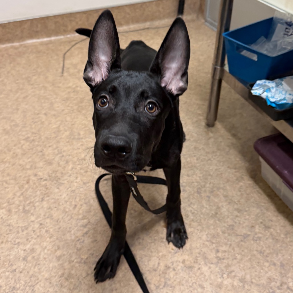 Shelter Stray Male Dog last seen , 4575 E Mesquite Ave, Palm Springs, CA 92264, USA
