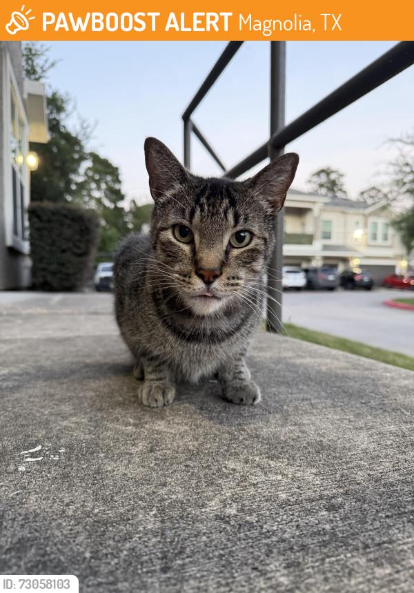 Found/Stray Male Cat last seen Near & Woodlands Parkway, Magnolia, TX 77354