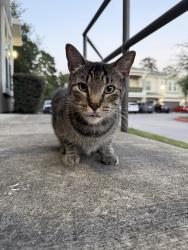 Found/Stray Male Cat last seen Near & Woodlands Parkway, Magnolia, TX 77354