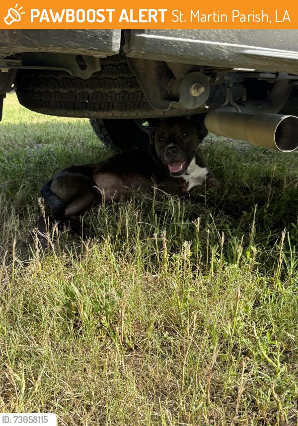 Found/Stray Male Dog last seen Bayou Benoit levee road, St. Martin Parish, LA 70582