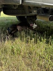 Found/Stray Male Dog last seen Bayou Benoit levee road, St. Martin Parish, LA 70582