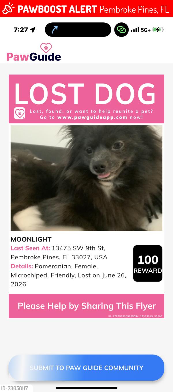 Lost Female Dog last seen Near sw 9th street, Pembroke Pines, FL 33027