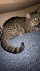 Lost Female Cat last seen Curtis St., Elmira, NY 14904