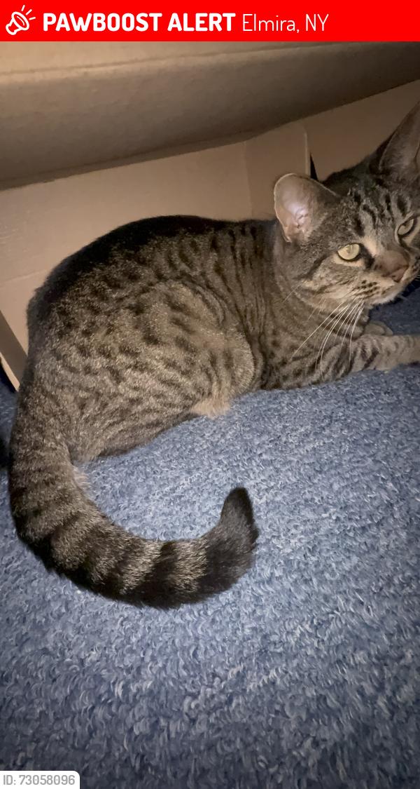 Lost Female Cat last seen Curtis St., Elmira, NY 14904