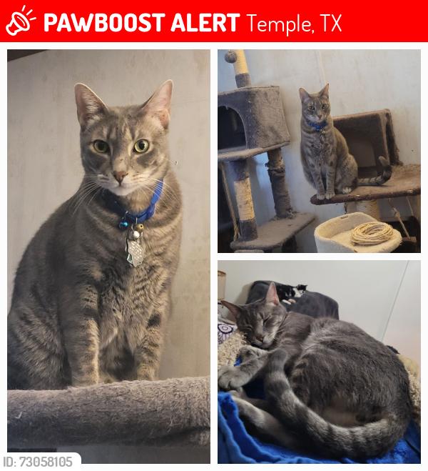 Lost Male Cat last seen Ave. M, Temple, TX 76504