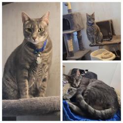 Lost Male Cat last seen Ave. M, Temple, TX 76504