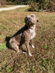Lost Female Dog last seen Browns Mill and Panola rd., Stonecrest, GA 30038