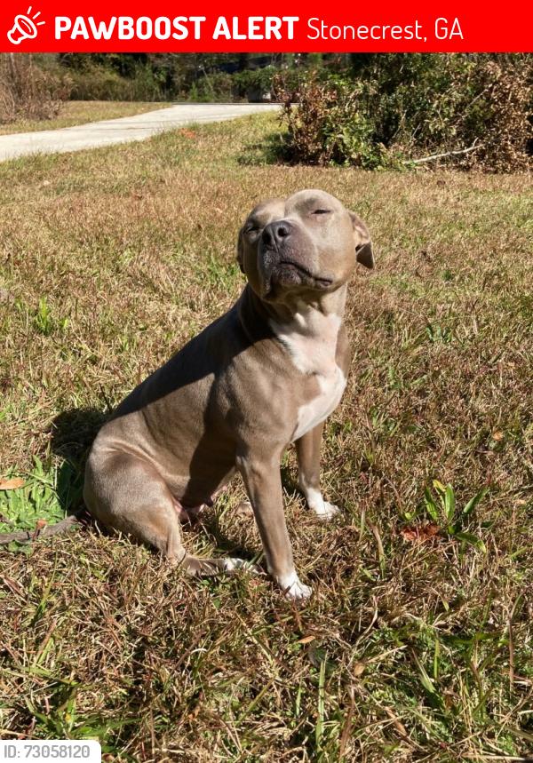 Lost Female Dog last seen Browns Mill and Panola rd., Stonecrest, GA 30038