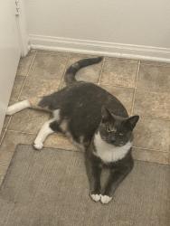 Lost Female Cat last seen Rialto, Rialto, CA 92376