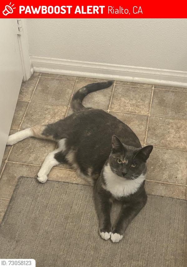 Lost Female Cat last seen Rialto, Rialto, CA 92376