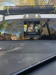 Lost Female Dog last seen Near ave, Union St , Queens, NY 11354