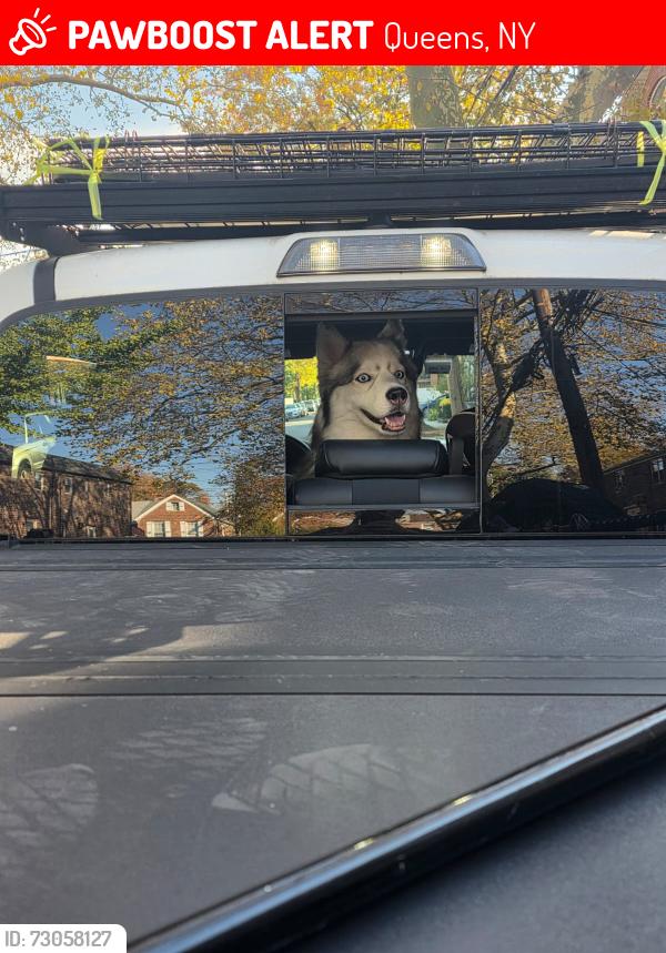 Lost Female Dog last seen Near ave, Union St , Queens, NY 11354