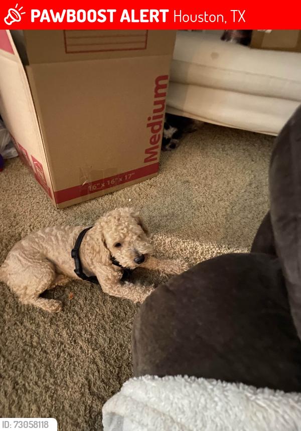 Lost Male Dog last seen Pinemont & Antoine Dr, Houston, TX 77092