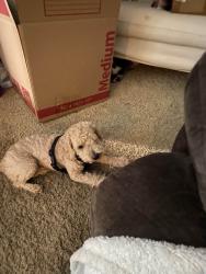 Lost Male Dog last seen Pinemont & Antoine Dr, Houston, TX 77092