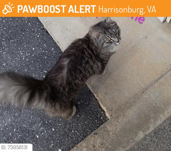 Found/Stray Female Cat last seen Victorian village dr Harrisonburg Va, Harrisonburg, VA 22802