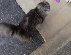 Found/Stray Female Cat last seen Victorian village dr Harrisonburg Va, Harrisonburg, VA 22802
