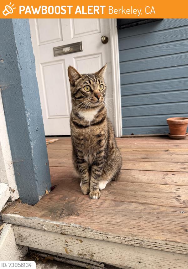 Found/Stray Male Cat last seen Street Spirit, Berkeley, CA 94704