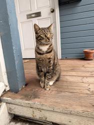 Found/Stray Male Cat last seen Street Spirit, Berkeley, CA 94704