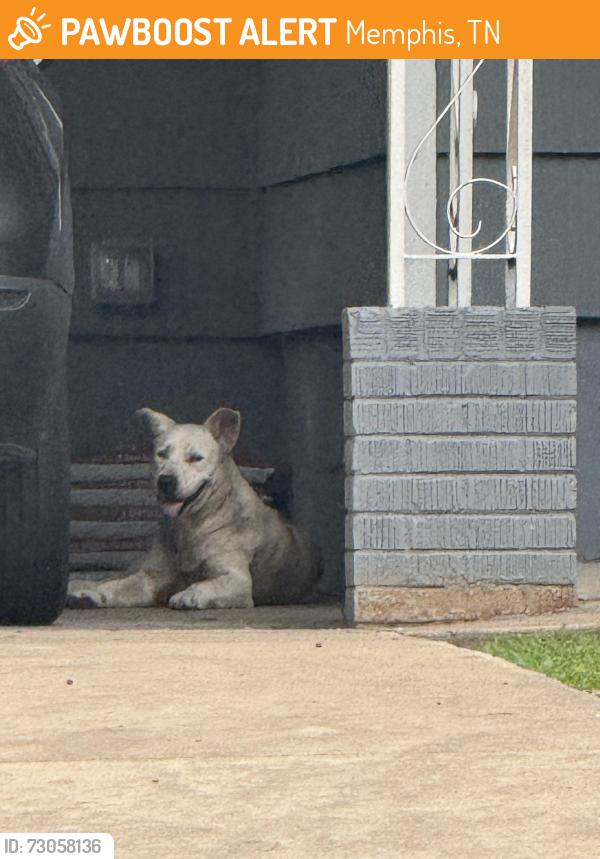 Found/Stray Unknown Dog last seen Flamingo rd and mt moriah, Memphis, TN 38117